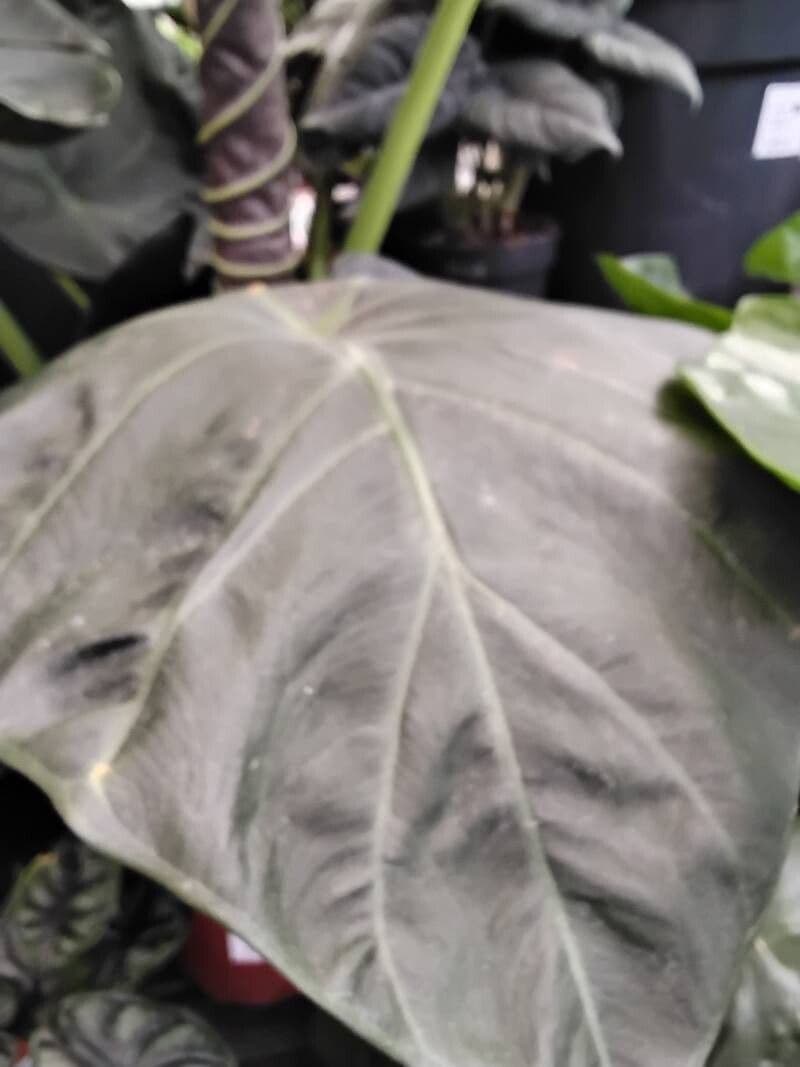 Alocasia wentii