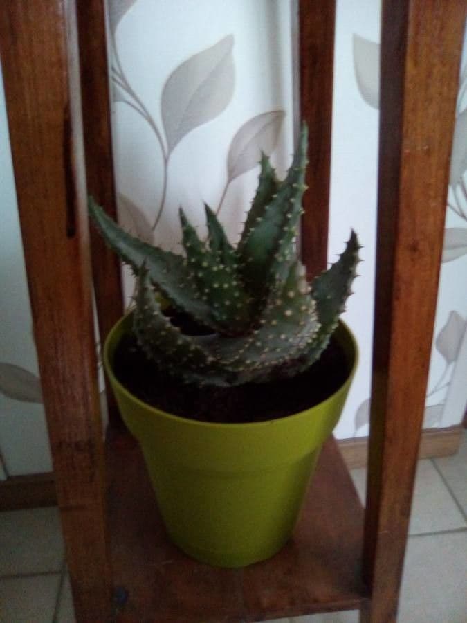 Aloe aculeata