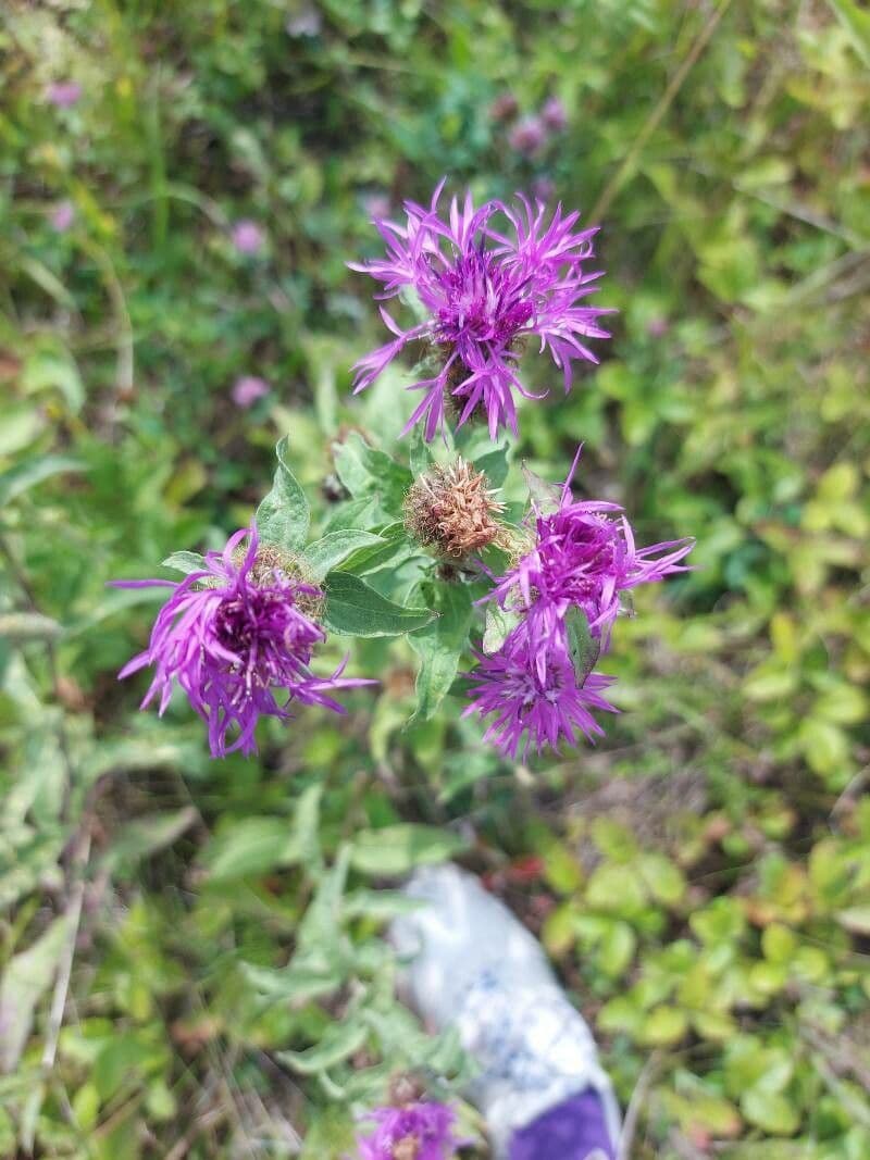 Centaurea phrygia