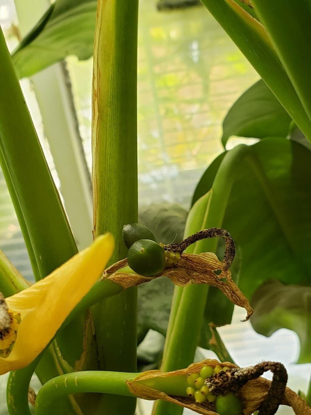 Aglaonema robeleynii