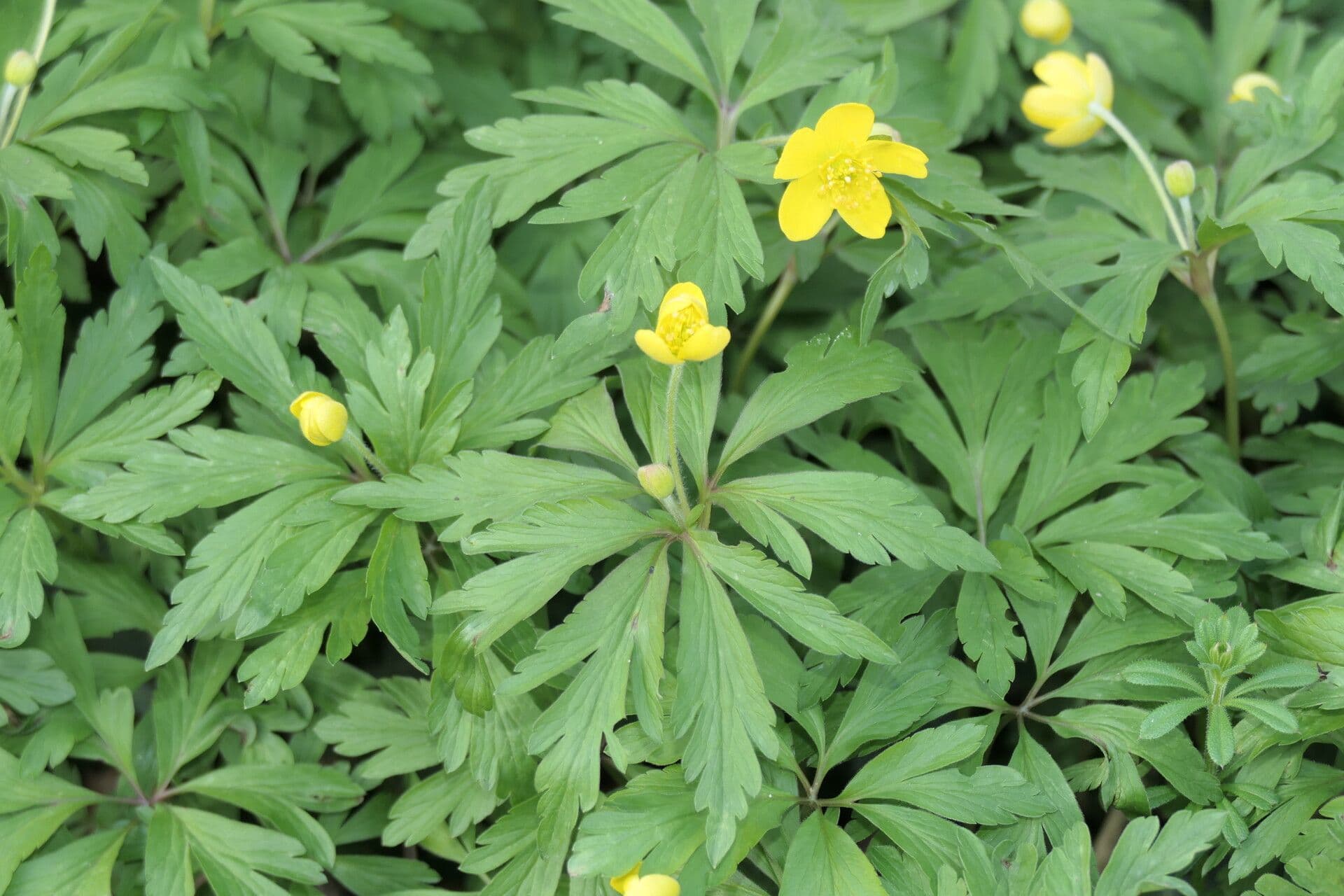 Anemonoides ranunculoides