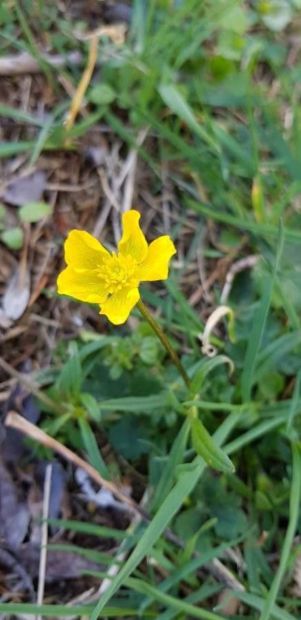 Ranunculus granatensis