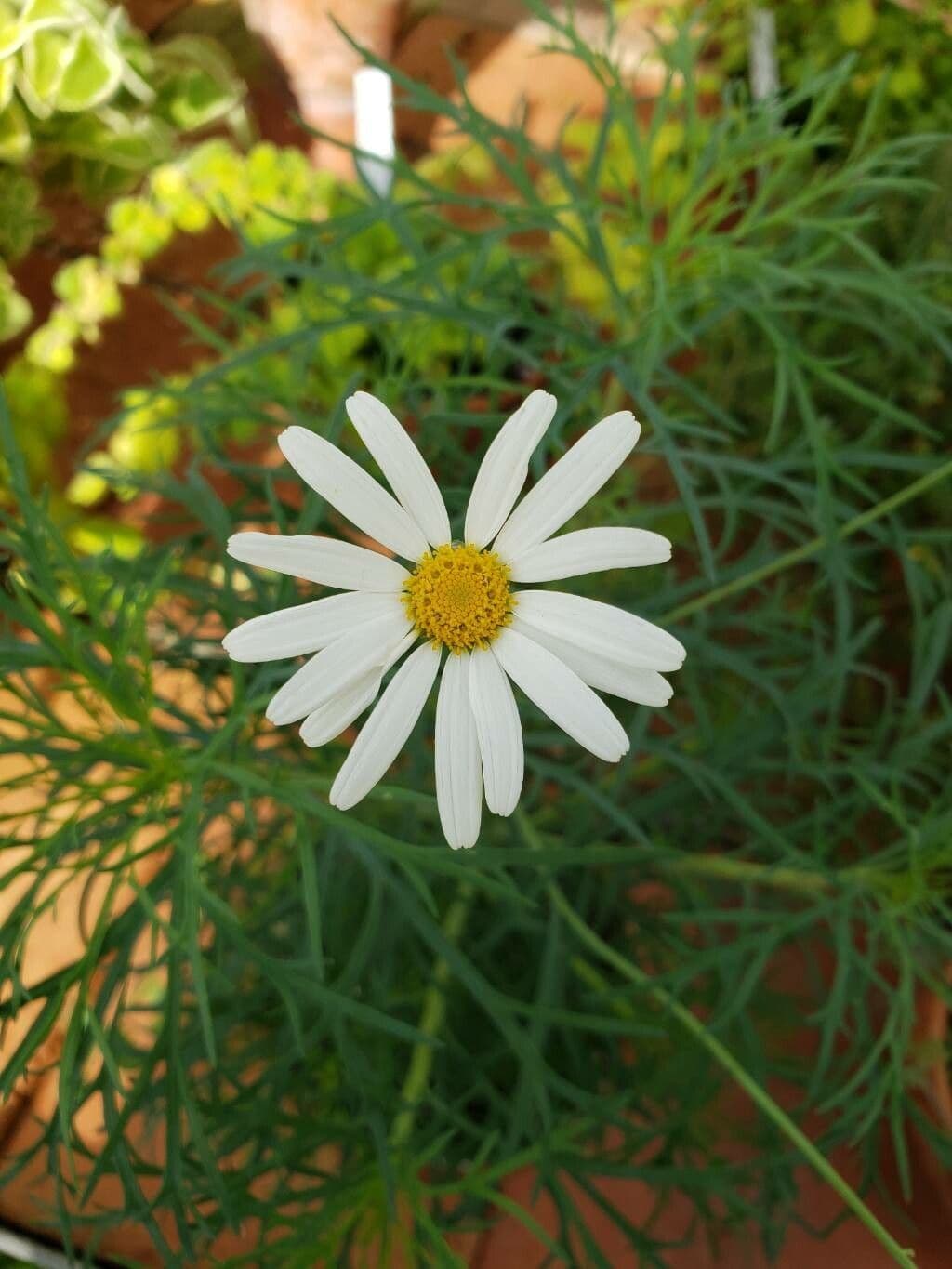 Argyranthemum frutescens