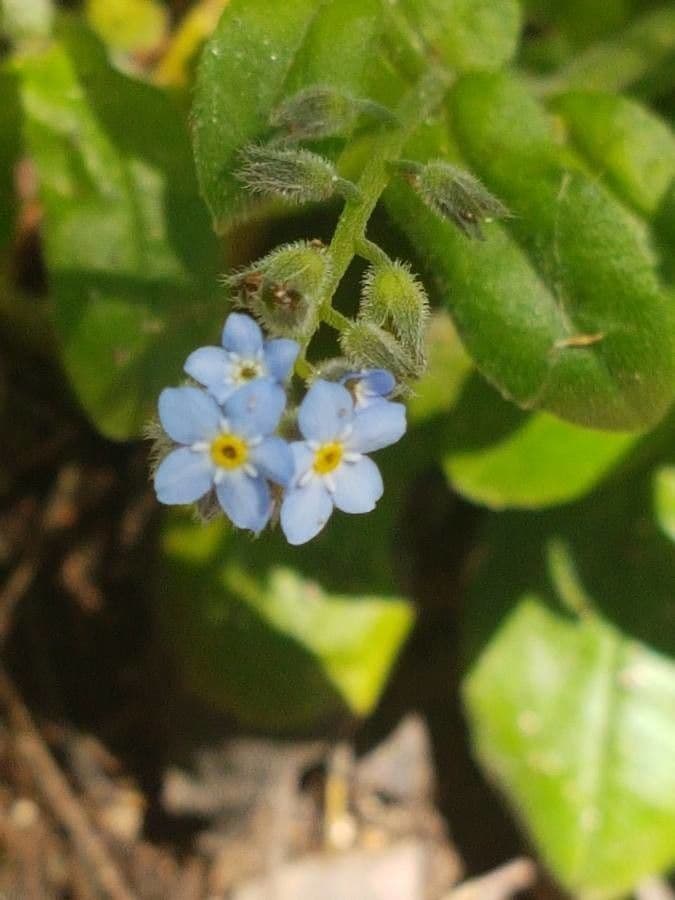 Myosotis nemorosa