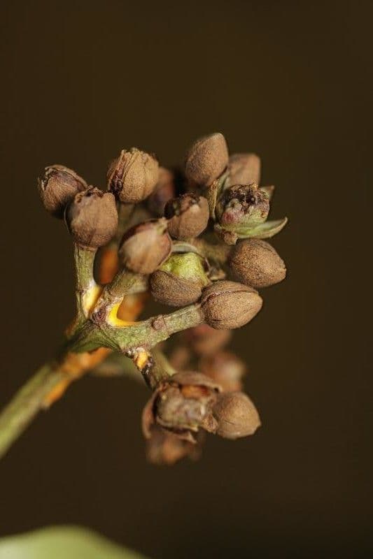 Vismia sessilifolia