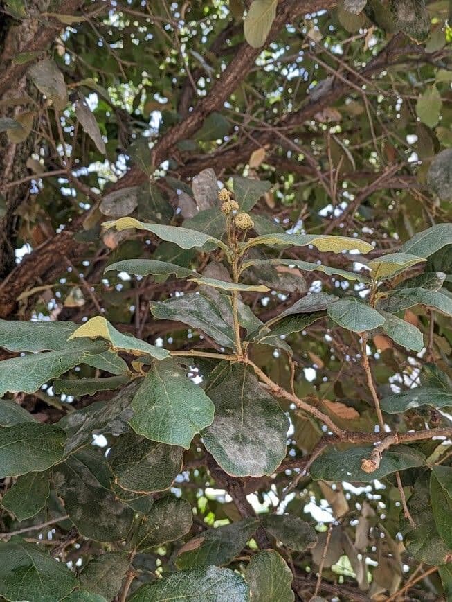 Quercus rugosa