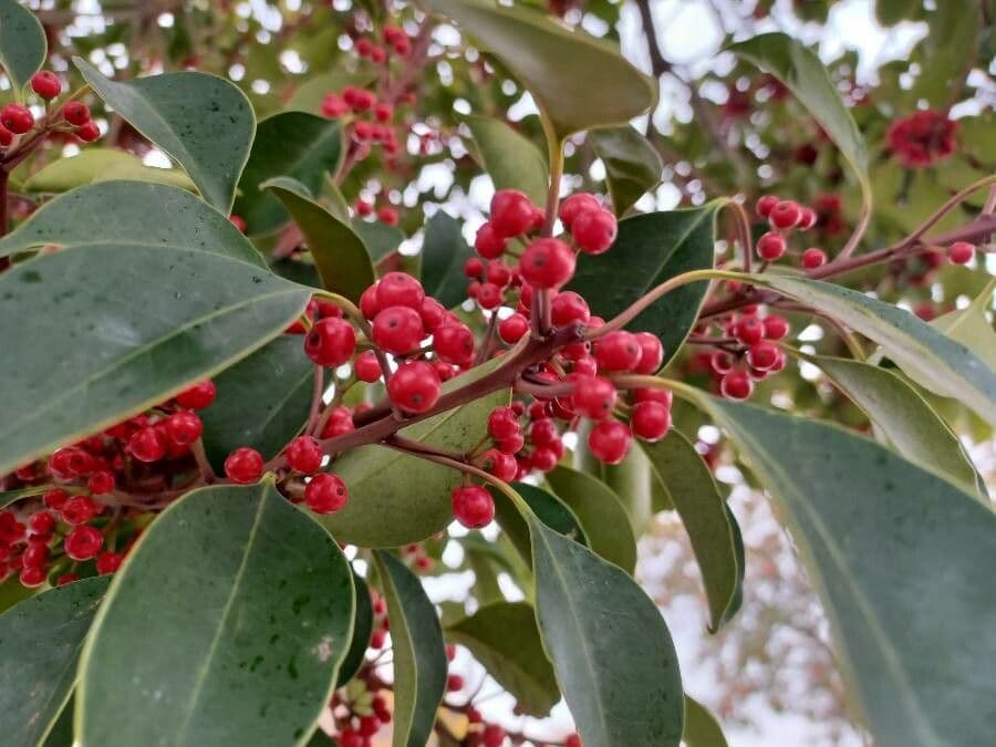 Ilex rotunda