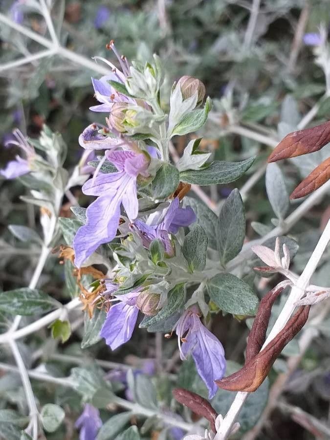 Teucrium fruticans