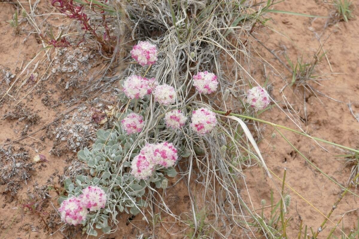 Eriogonum ovalifolium