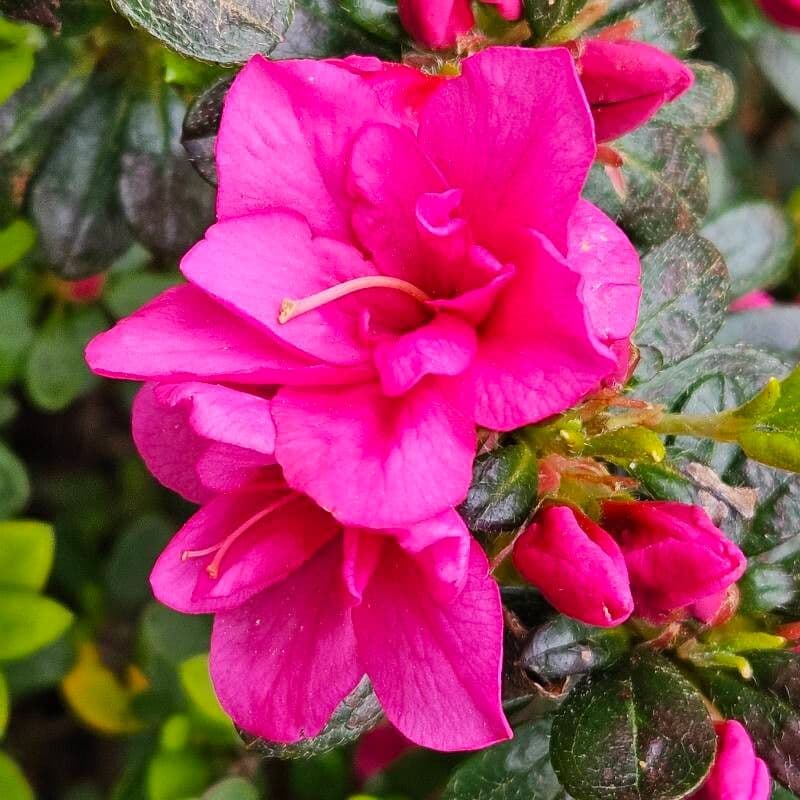 Rhododendron indicum