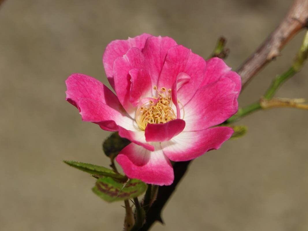 Rosa rubiginosa