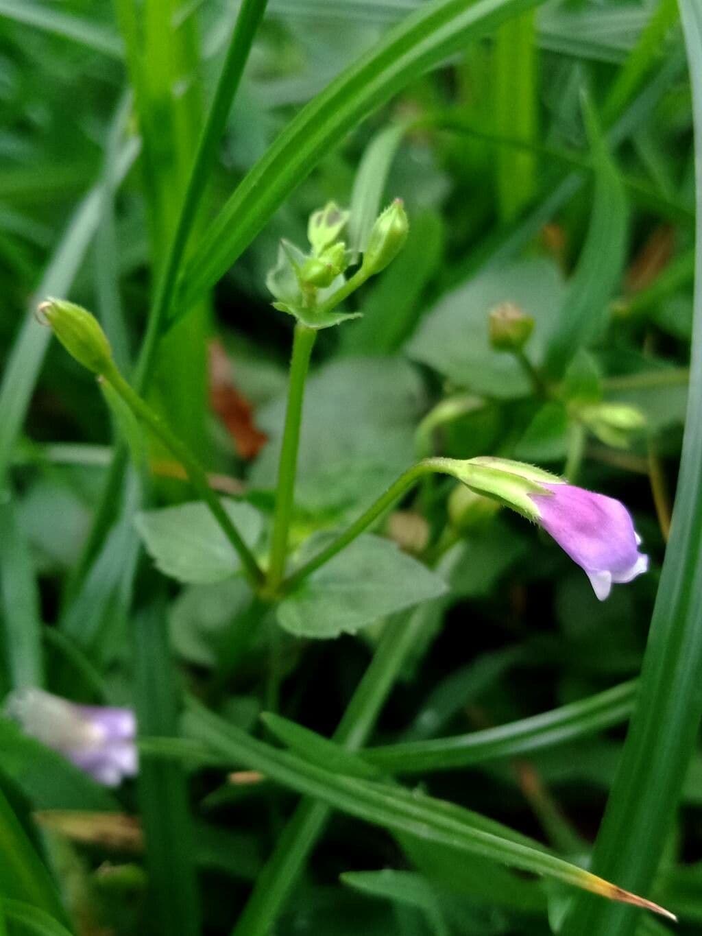 Torenia crustacea