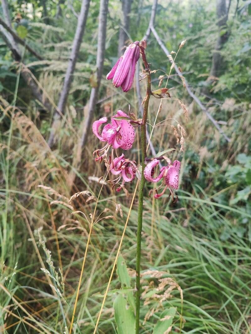 Lilium martagon