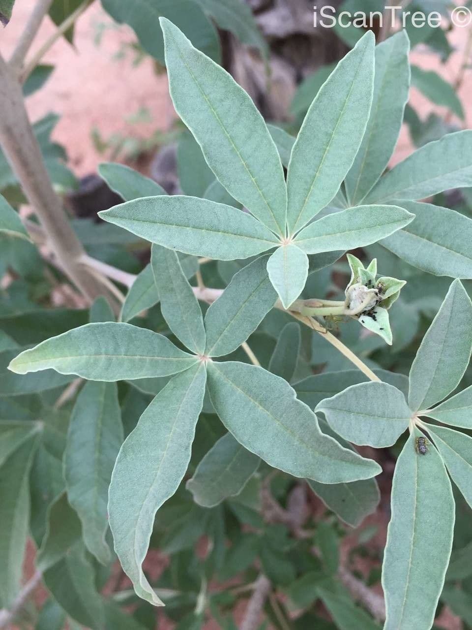 Vitex zeyheri