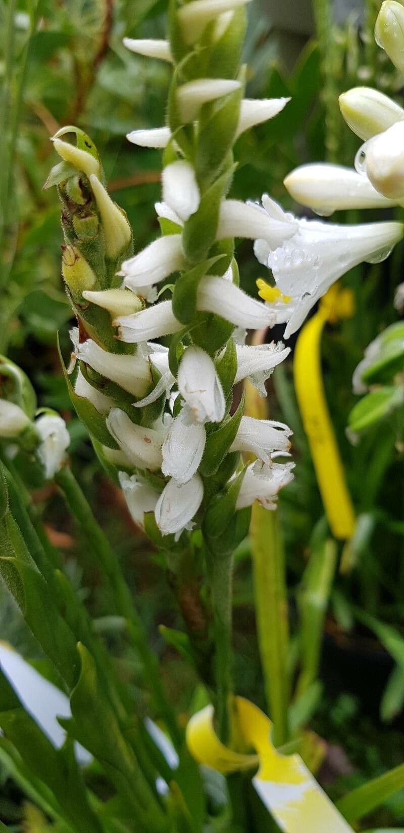 Spiranthes cernua