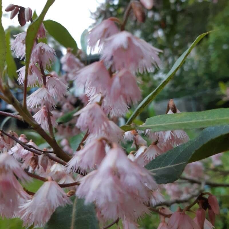 Elaeocarpus reticulatus