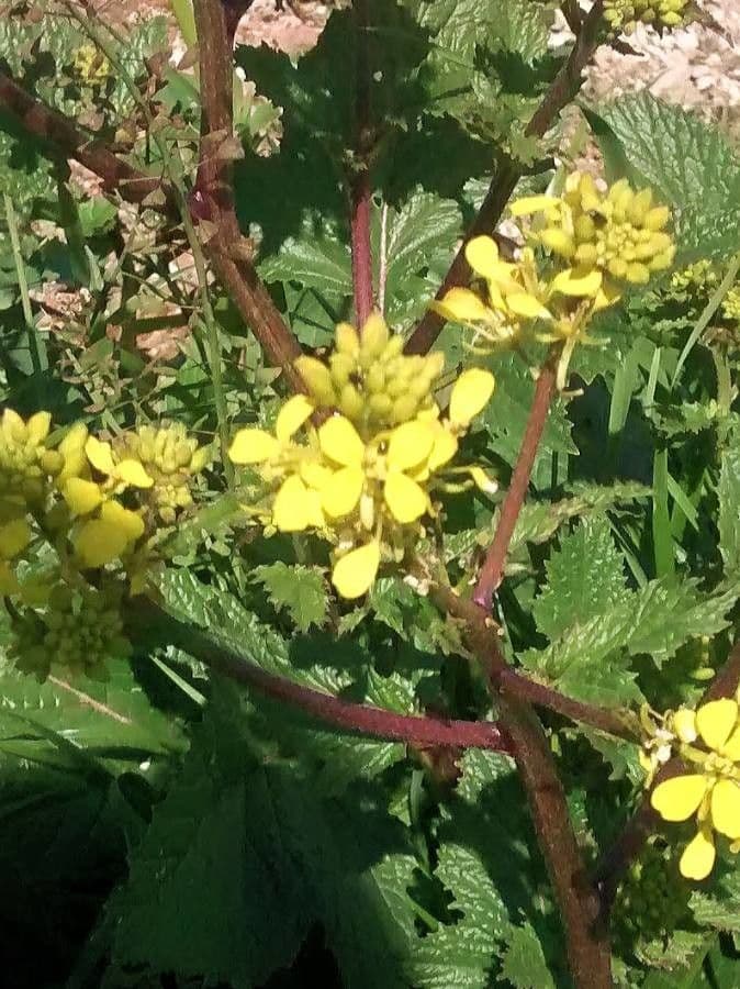 Brassica rapa