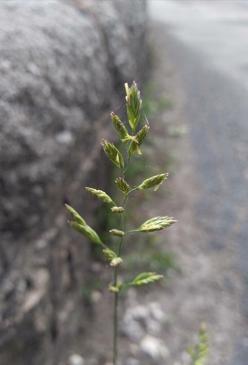 Poa compressa
