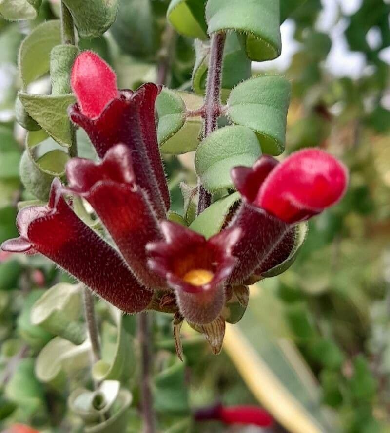 Aeschynanthus radicans