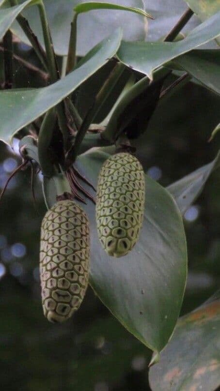 Monstera pittieri