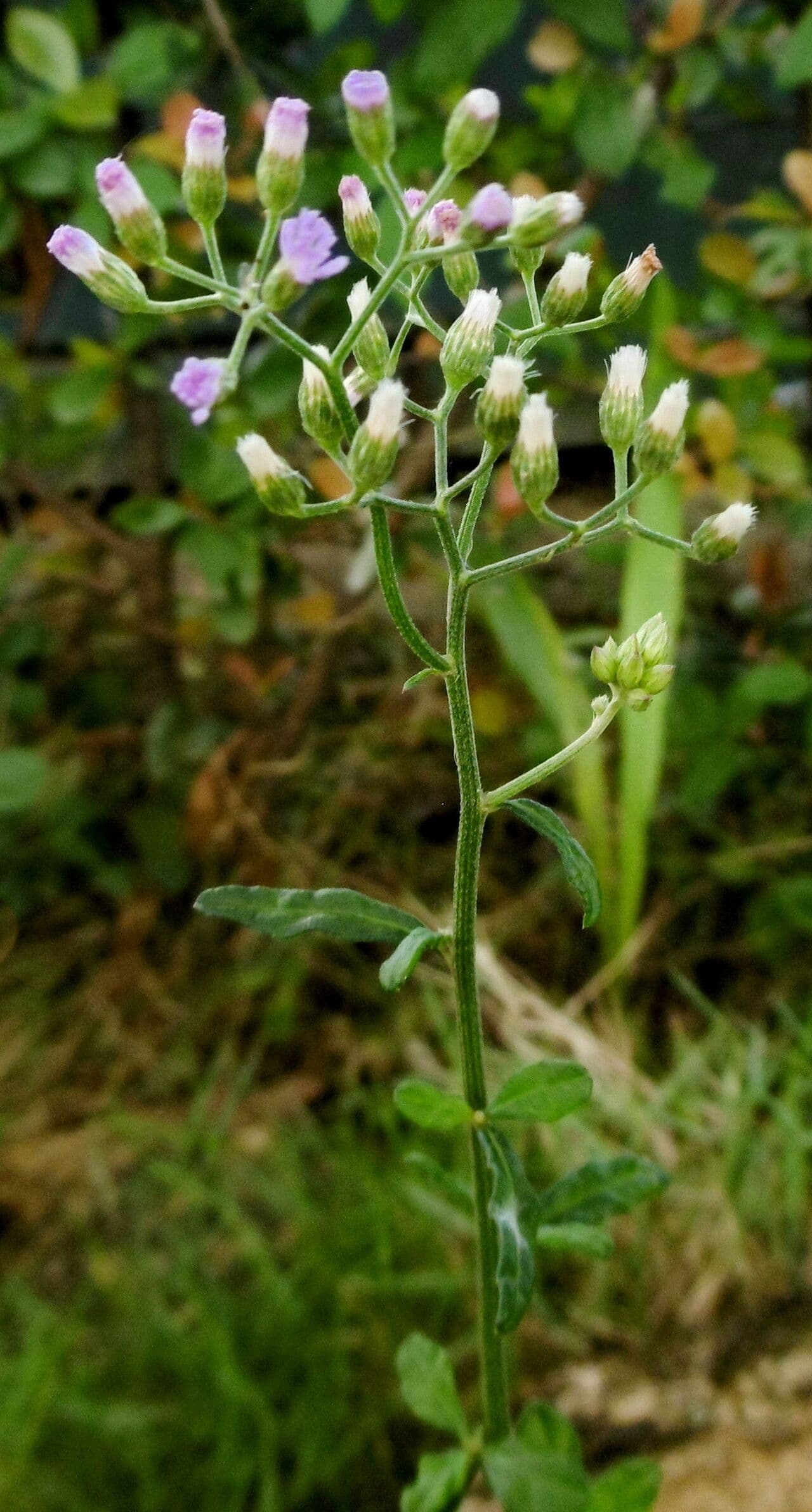 Cyanthillium cinereum