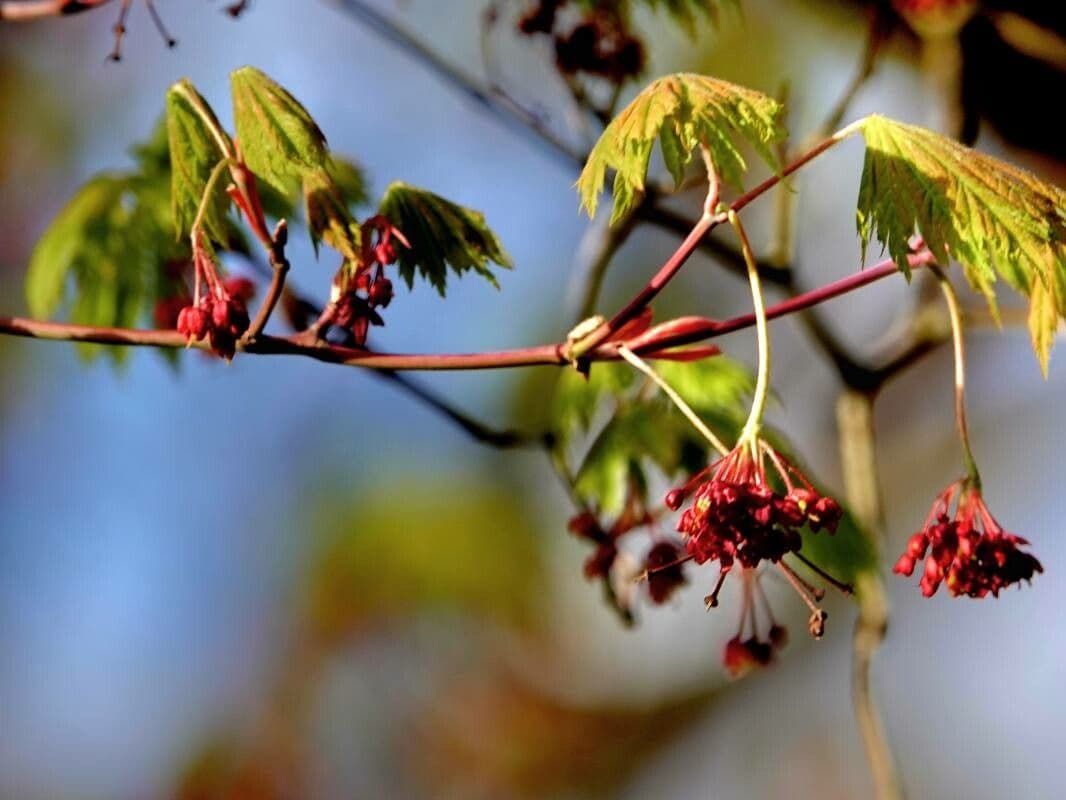 Acer japonicum