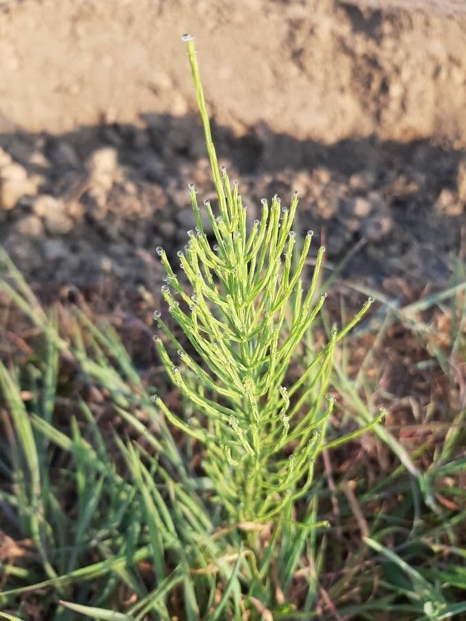 Equisetum arvense