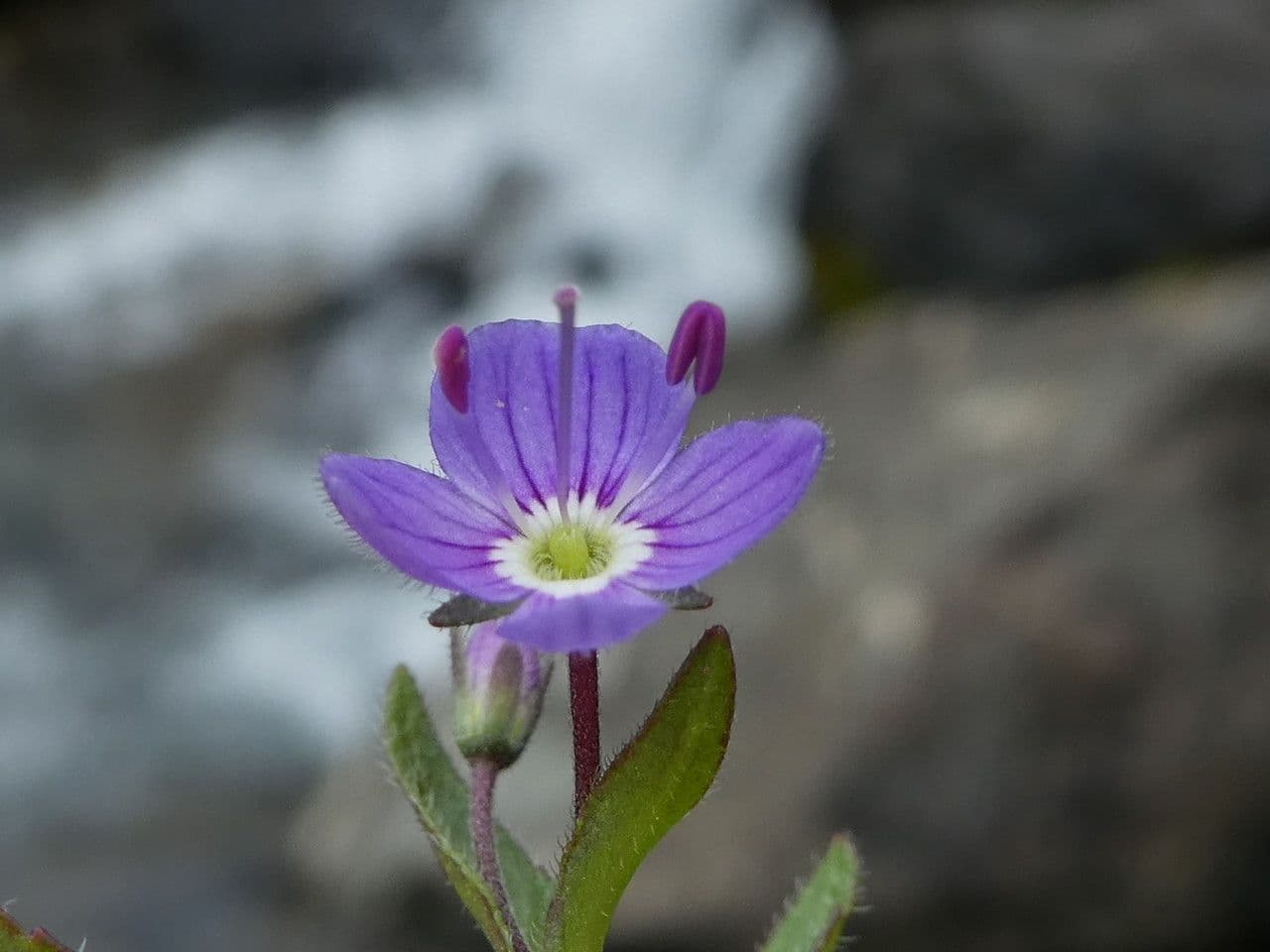 Veronica ponae