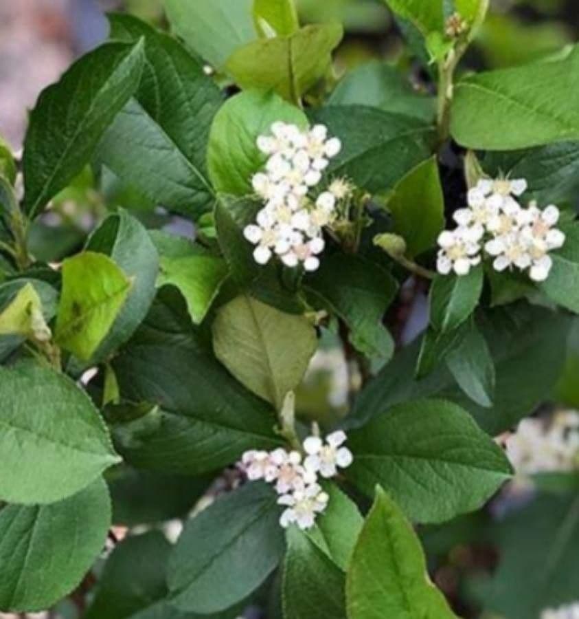 Aronia arbutifolia