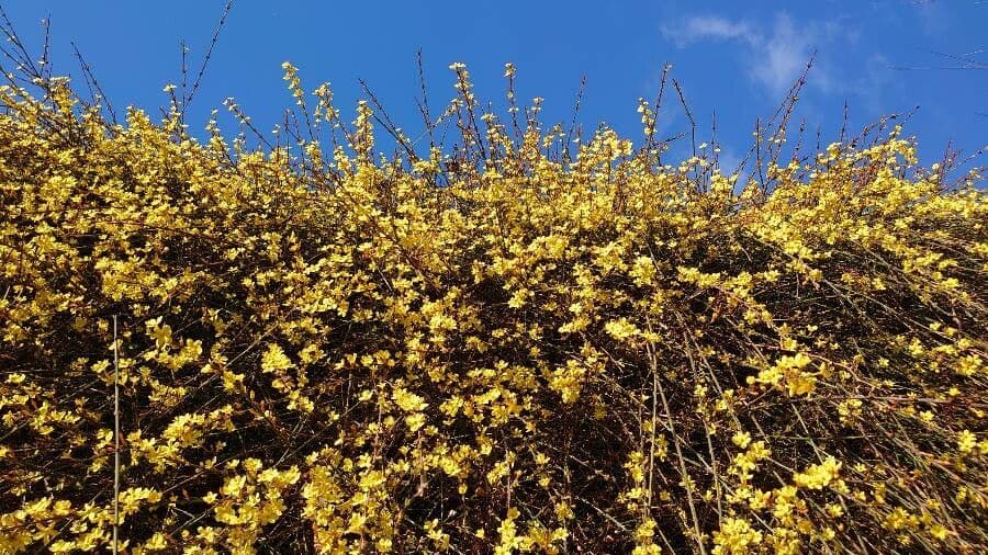 Jasminum nudiflorum