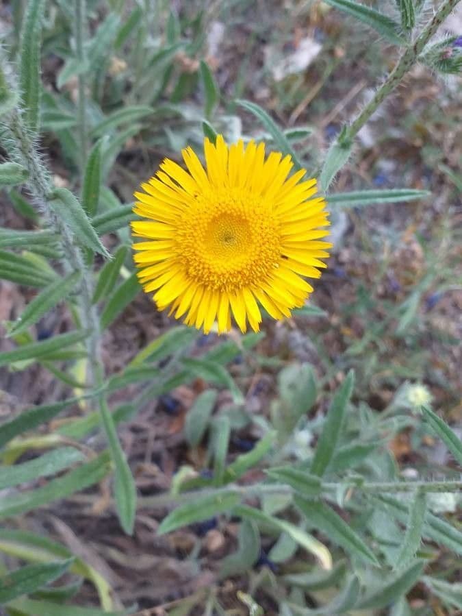 Pentanema montanum