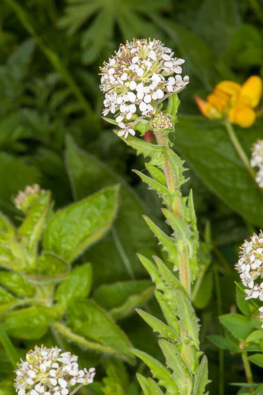 Lepidium heterophyllum