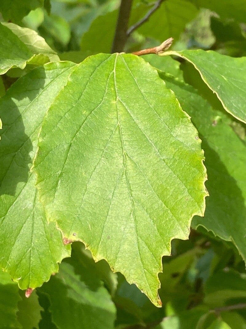 Parrotia subaequalis
