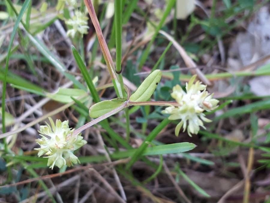 Valeriana discoidea