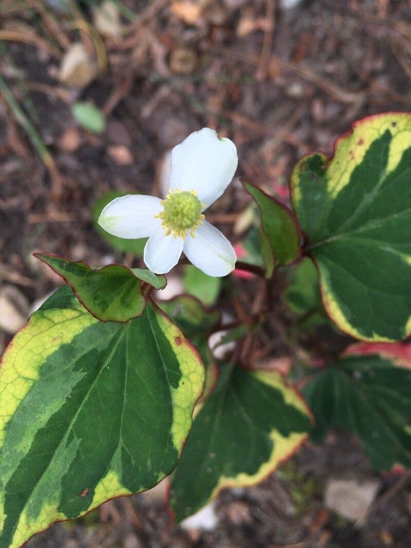 Houttuynia cordata