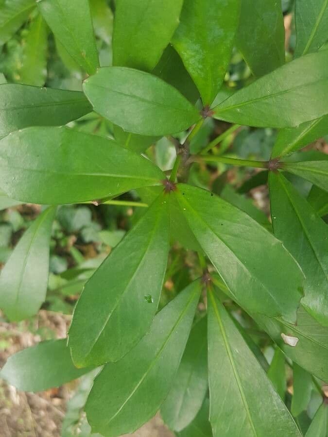 Pseudopanax lessonii