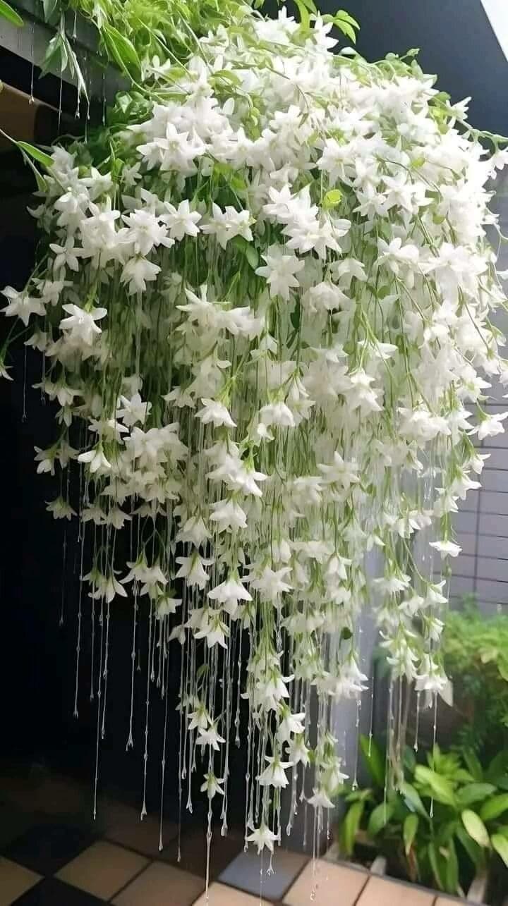 Jasminum grandiflorum