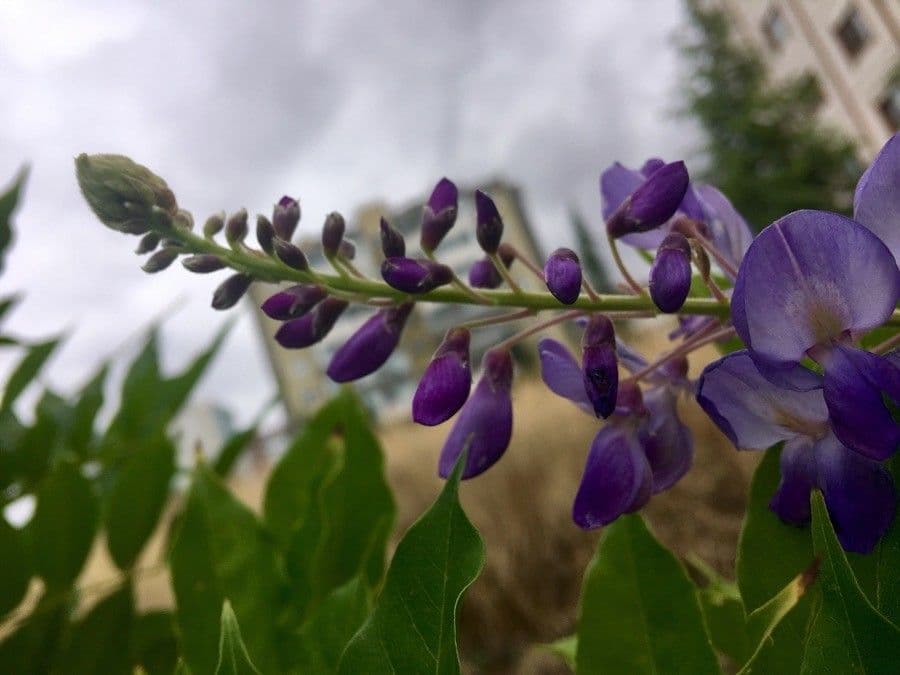 Wisteria sinensis