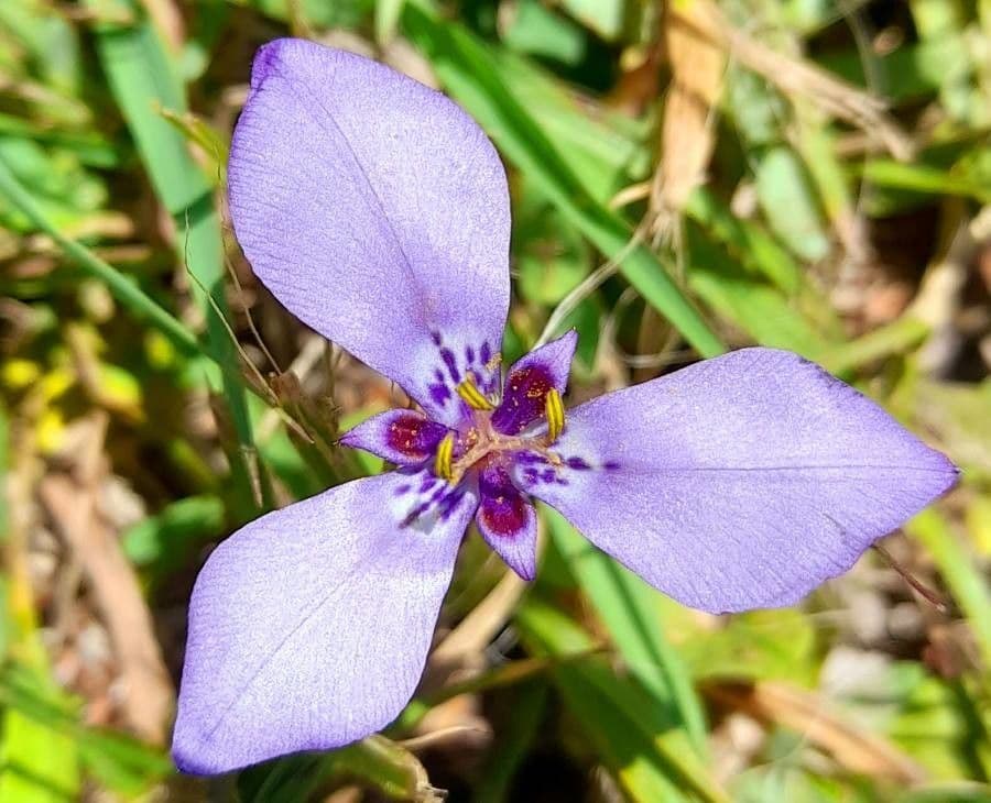 Herbertia lahue