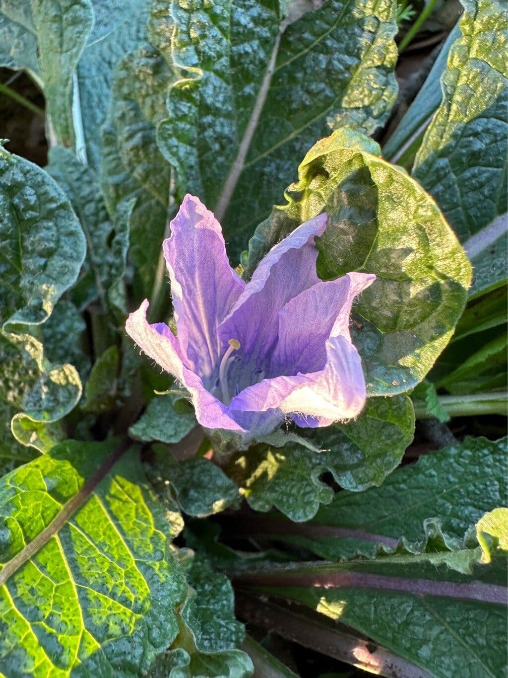 Mandragora officinarum