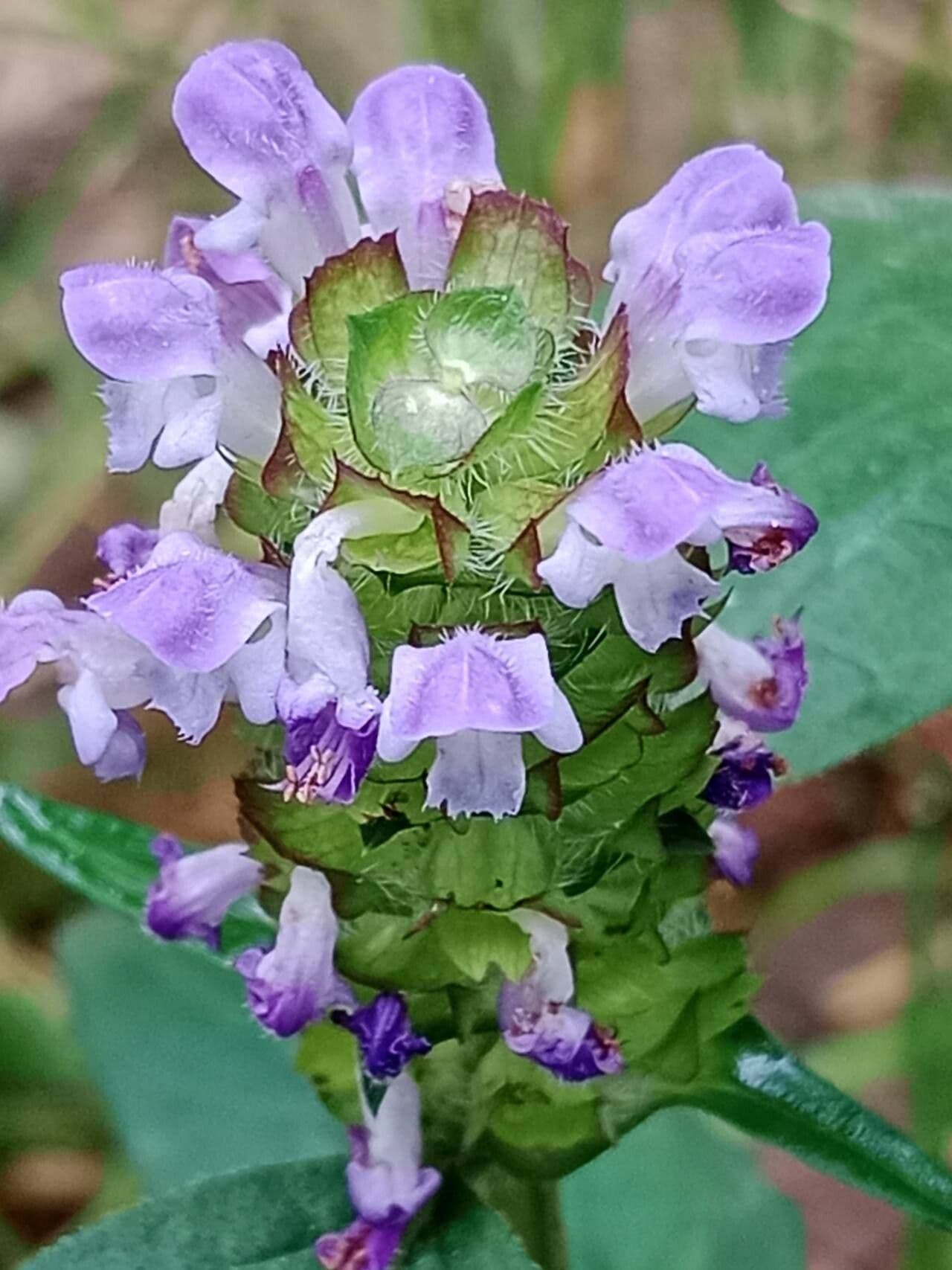 Prunella vulgaris