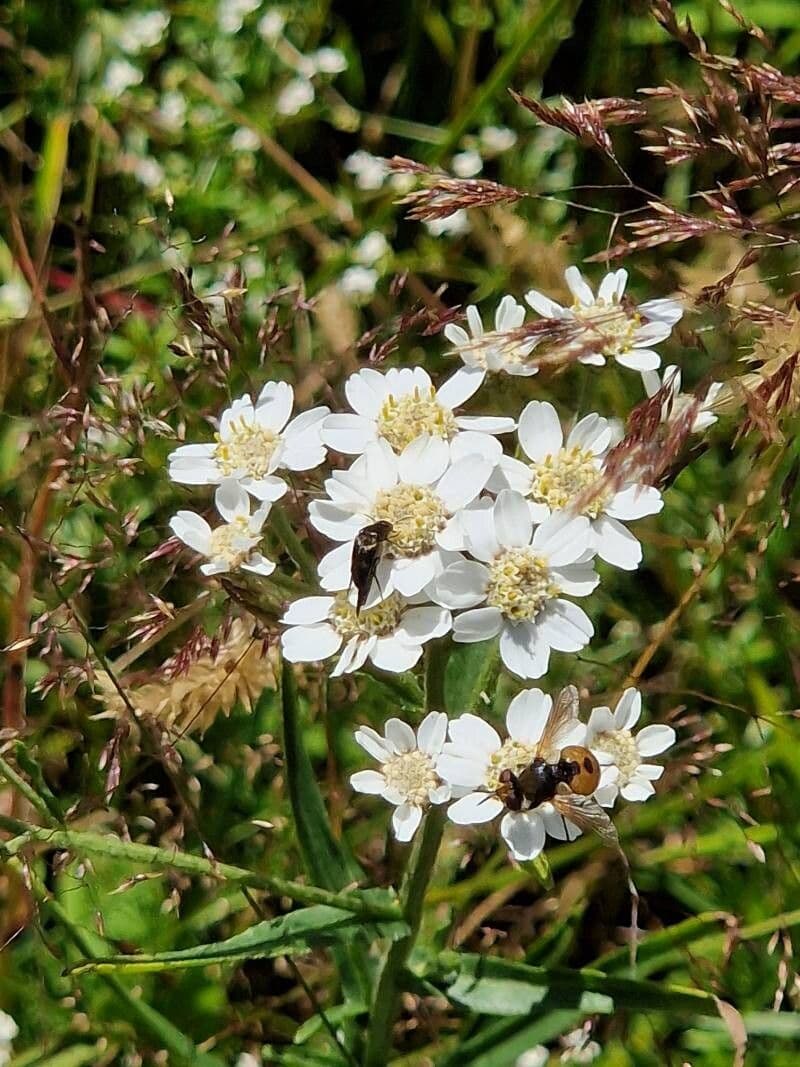 Achillea ptarmica