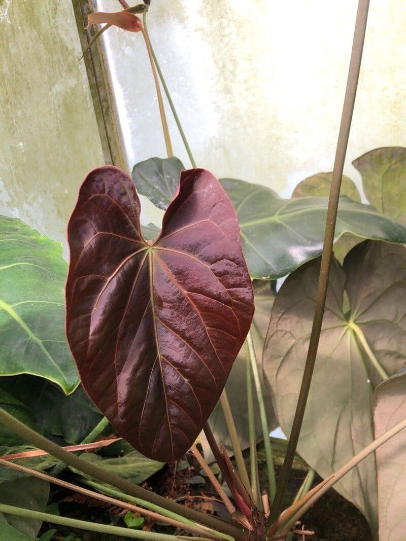 Anthurium papillilaminum