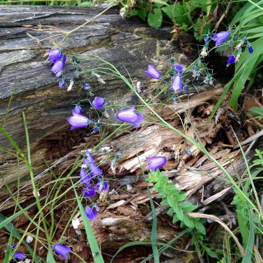 Campanula rhomboidalis