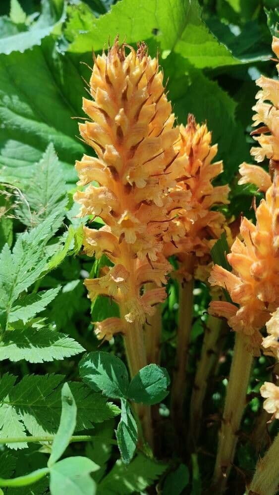 Orobanche flava