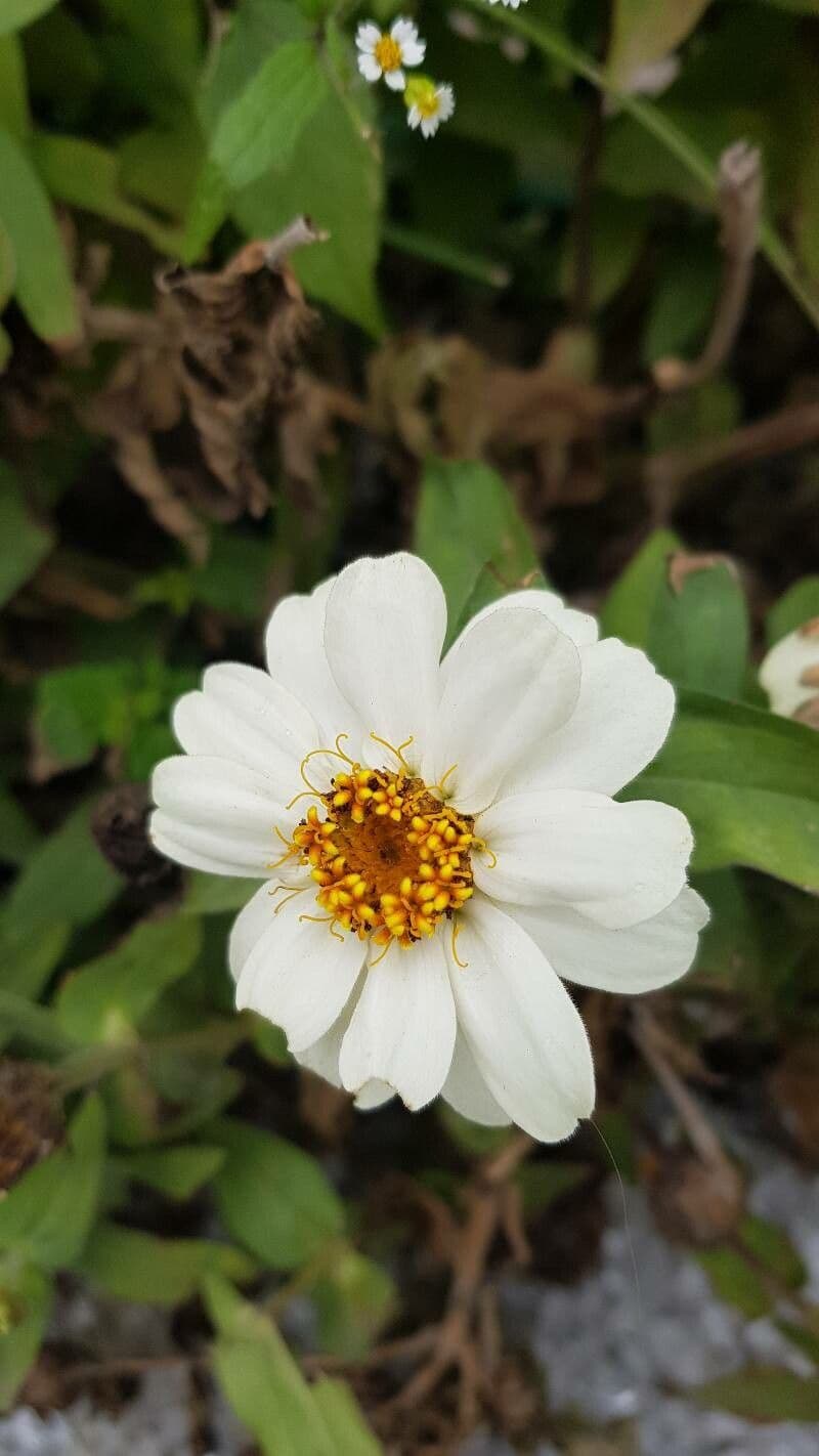 Zinnia angustifolia