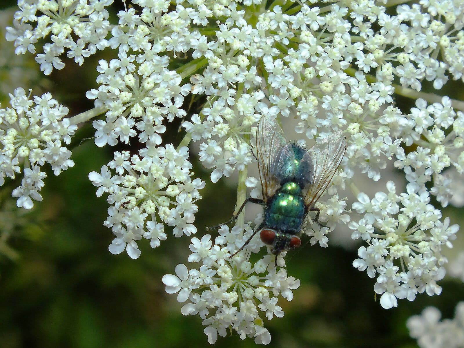 Ammi majus