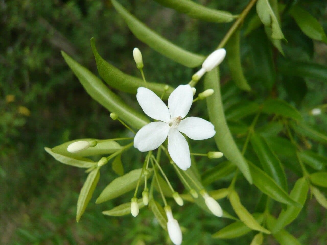 Wrightia religiosa