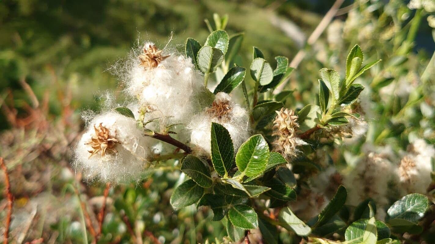 Salix foetida