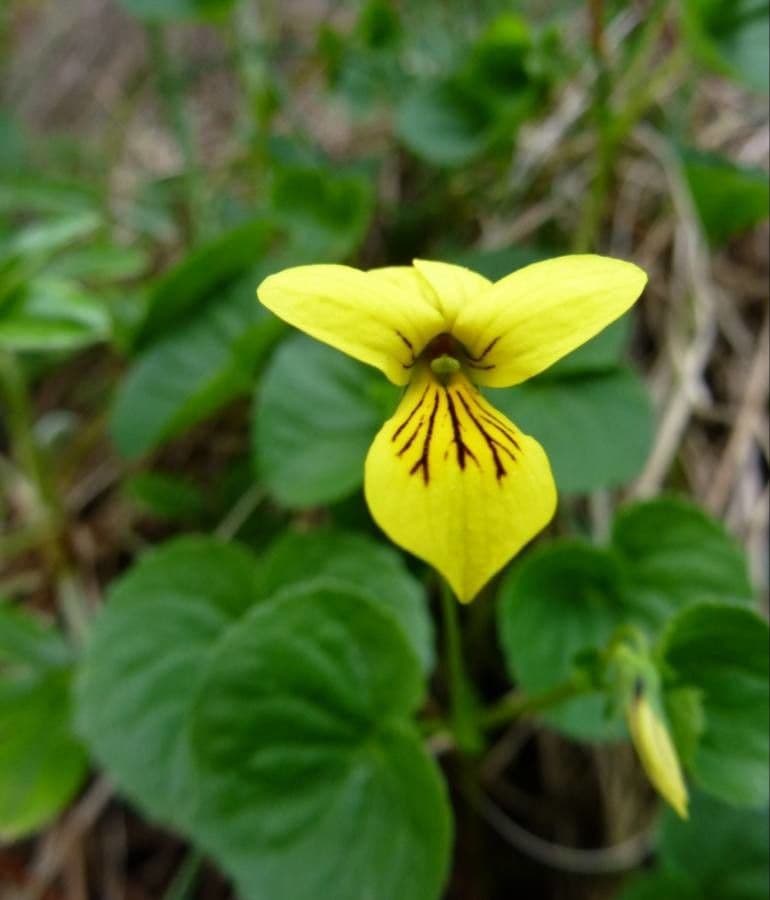 Viola biflora